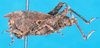 CollectionObject 1581363; 221e66ac-8590-4b76-91d8-ed26d96cf4fa: female, lateral view (paratype). (CollectionObject).