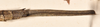 CollectionObject 1557400; a4201265-e4a5-4a62-be2f-58ec38975bd1: copyright OUMNH. female: end of abdomen, dorsal view of synonym Phibalosoma calametum (holotype). (CollectionObject).