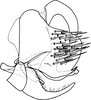 Pygofer, lateral view: !! display not done !! on Isaca bipars Walker, 1857: Pygofer, lateral view. (Observation).