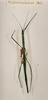 CollectionObject 1559079; b24753ed-839c-43a2-8ad4-00c302d5c500: copyright NHRS, Stockholm. female Hyrtacus tuberculatus (holotype). (CollectionObject).