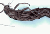 CollectionObject 1562877; 89675087-fdf2-4d34-b699-60d4d84a0e20: copyright LEMQ, Lyman. female (paratype). (CollectionObject).;CollectionObject 1562878; 7513ee00-c3f1-45f1-ae1a-120ce0ab893d: copyright LEMQ, Lyman. female (paratype). (CollectionObject).