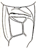 Pl. II, Fig. 18 (specimen from Pennsylvania). male, stridulatory area of left tegmen. Depicts Orchelimum (Orchelimum) agile (De Geer, 1773), an Otu.