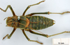 CollectionObject 1530823; 12f23fb9-7f6c-4ab3-9ed7-baf281442476: male, dorsal view (allegedly syntype of Ephippiger seoanei). (CollectionObject).
