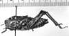 CollectionObject 1506196; 7a07c4b8-dd83-47f7-9982-b131f05bf663: Image Carbonell, C.S. female, lateral view (syntype). (CollectionObject).
