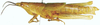 Plerisca peringueyi Bolívar, 1904: female, lateral view. (Otu).
