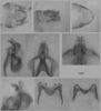 Melanoplus borealis (Fieber, 1853): male genitalia. (Otu).