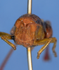 CollectionObject 1582534; f5584159-5255-43b4-bb6d-615d591a9643: female, frontal view (syntype). (CollectionObject).