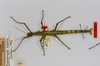 CollectionObject 1556960; 19b0694b-25c8-4afa-af0d-8ab59ee24aea: copyright MONZ, Wellington. female of synonym Acanthoxyla huttoni (holotype). (CollectionObject).