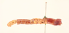 CollectionObject 1517842; c04763d2-1116-496a-9294-087c6804104b, NHMUK015982288: Cylindraustralia centricola (holotype). (CollectionObject).