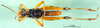 CollectionObject 1502276; 62f34ee0-68e8-4df0-bbee-89e939cd6d90: male, ventral view (syntype). (CollectionObject).;CollectionObject 1502277; e605ac48-ad0e-4979-a7bd-f95dd4f17354, DORSA BA000521S02: female, ventral view (syntype). (CollectionObject).