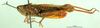 CollectionObject 1502427; f278ccac-aa62-4342-893b-db7c15909feb: male, lateral view (paratype of Chorthippus miramae). (CollectionObject).