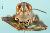CollectionObject 1502042; 4c0374b3-e8fc-44ee-894a-c6b9628acd56: male, frontal view (paratype). (CollectionObject).