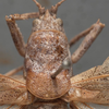 CollectionObject 1506543; 5bacb08d-1c0a-4b5e-bc8a-122dde46499a: male head and pronotum, dorsal view (syntype). (CollectionObject).
