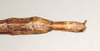 CollectionObject 1563897; f705f437-bad1-41fd-acc8-863f03dff2e0: copyright Natural History Museum, London. female: end of abdomen, ventral view (paralectotype). (CollectionObject).;CollectionObject 1563898; 1d1172e3-5c6c-4e2e-80eb-12dffc110707: copyright Natural History Museum, London. female: end of abdomen, ventral view (paralectotype). (CollectionObject).