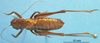 CollectionObject 1536697; fb7d8a07-1bc7-4563-92c1-8bcd0cbc1d29: male, dorsal view (paratype). (CollectionObject).