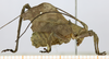 male, lateral view. Depicts CollectionObject 1571669; 91f2a6c1-c69a-474d-9542-6fdb1ad2d17a, MLPMLP-OR-3002, a CollectionObject.