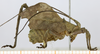 CollectionObject 1571669; 91f2a6c1-c69a-474d-9542-6fdb1ad2d17a, MLP-OR-3002: male, lateral view. (CollectionObject).