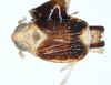 Habitus, dorsal view on Delphacodes turgidus Beamer, 1948: (Observation).