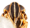 Head on Nothodelphax foveatus (Van Duzee, 1897): (Observation).