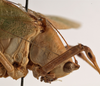 CollectionObject 1534625; a91330ef-00ac-455e-b171-db922775cfa1: male pronotum lateral (syntype). (CollectionObject).