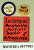 Platyzosteria novaeseelandiae (Brunner von Wattenwyl, 1865): Lectotype, male, labels. BMNH(E)#877985. (Otu).