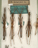 CollectionObject 1560209; ba66d1a1-6761-41c8-b74c-8c78ca7fc886: copyright NMW, Vienna. male & female of Promachus lobatipes (syntypes). (CollectionObject).;CollectionObject 1560210; 98c063a4-b9ec-4cca-9969-d90fceadc774: copyright NMW, Vienna. male & female of Promachus lobatipes (syntypes). (CollectionObject).