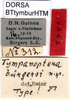 CollectionObject 1500415; 7cf8d1c0-e877-4cd4-b923-3a01dc2bc7e1: male labels (holotype). (CollectionObject).;CollectionObject 1500416; b6ec5c5e-e9c2-4478-96f8-07cb69450e52: male labels (holotype). (CollectionObject).