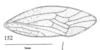 Forewing: !! display not done !! on Tumecauda schaefferi Goding, 1930: (Observation).