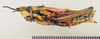 CollectionObject 1518482; 50969521-75f8-414f-9be6-6bd97d5545a0: female, lateral view (neotype). (CollectionObject).