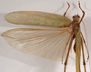 CollectionObject 1534625; a91330ef-00ac-455e-b171-db922775cfa1: male dorsal (syntype). (CollectionObject).