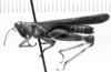 CollectionObject 1566472; 56a7a2f6-f39a-4655-a2a1-c98d5cd96b74: Image Carbonell, C.S. male, lateral view (syntype of Omalotettix meridionalis). (CollectionObject).