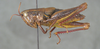 CollectionObject 2008369; bb6543a0-20bc-4d7f-933d-ac8b9f821439: brown female, lateral view. (CollectionObject).