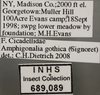 Other: !! display not done !! on Neokolla hieroglyphica gothica (Signoret, 1854): (Observation).;Other: !! display not done !! on Neokolla hieroglyphica gothica (Signoret, 1854): Labels - Color Variation. (Observation).