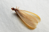 Odontotermes Holmgren, 1910: (Otu).