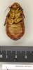 CollectionObject 1573073; 1fcaa710-e13a-48b9-91d0-7ac86459fb61: Copyright Natural History Museum, London. Non-type (female nymph) in BM(NH). Ventral view. (CollectionObject).
