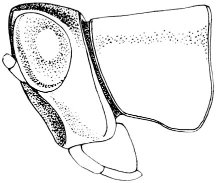 Fig. 263. female, head and pronotum, lateral view. Depicts Psychomastax inyo Rehn & Grant, 1959, an Otu.