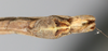 CollectionObject 1560985; NMW 226, 1ec49464-862b-4145-aa17-cef04c0d51bd: copyright NMW, Vienna. male: end of abdomen, ventral view Perliodes nigrogranulosus (syntype). (CollectionObject).