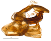 Aedeagus, lateral view on Atracodes indutus (Melichar, 1902): (Observation).