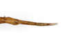 CollectionObject 1559005; e9311385-f2ab-4648-a671-051c73318aff: copyright MNCH, Madrid. female: end of abdomen, dorsal view (holotype). (CollectionObject).
