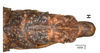 CollectionObject 1562226; 2b9e732d-6b8a-406e-b7a6-c68666cf268a: copyright SMTD, photo by Christian Schmidt. end of abdomen, dorsal view (lectotype). (CollectionObject).