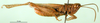 CollectionObject 1501429; 2e26b998-c83a-4d80-938b-71c5e161be7b, DORSA BA000638S01: male, lateral view (holotype). (CollectionObject).