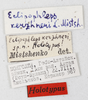 CollectionObject 1528782; c7171385-8ce9-4032-80dc-ec61c778ef26: male, labels (holotype). (CollectionObject).
