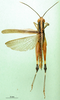 CollectionObject 1501288; 31b441fd-857e-441f-9dec-74ce9794da61: male, dorsal view (holotype of Ceracris gracilis). (CollectionObject).
