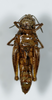 CollectionObject 1588496; 9f9103b9-4506-4e7b-8367-6f7a6510bc9a: female, ventral view (paratype). (CollectionObject).