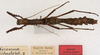 CollectionObject 1562366; 18015c91-8d6b-4b85-b5ad-3bd2e02bbe64: copyright ZMUH, Hamburg. female, dorsal view (syntype). (CollectionObject).