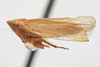 Habitus, lateral view: !! display not done !! on Arundanus flavotinctus (DeLong, 1916): (Observation).