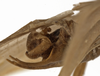 CollectionObject 1529704; a80cf5c5-1e65-4c2c-abac-e02e568bcdb7: male cerci (holotype). (CollectionObject).