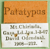CollectionObject 1501809; 87916cac-d11c-41e5-b6e2-16b710e042fd: labels (paratype). (CollectionObject).