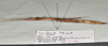 CollectionObject 1597623; 1227ee60-e035-4146-a26a-39f230449c45: copyright QM. female, lateral view (paratype). (CollectionObject).;CollectionObject 1597624; 6b5b970a-6aa9-41d0-9cb6-d38e41ae4a2b: copyright QM. female, lateral view (paratype). (CollectionObject).