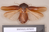 Hyposphaeria scabra (Thunberg, 1810): Holotype, male, dorsal. BMNH(E)#878095. (Otu).